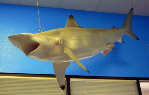 Shark Black Tip.web