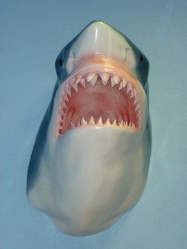 Shark Great White.web