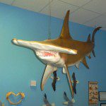 Shark Hammerhead.2.web