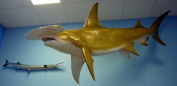 Shark Hammerhead.web