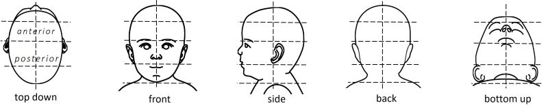Head shape grid line web